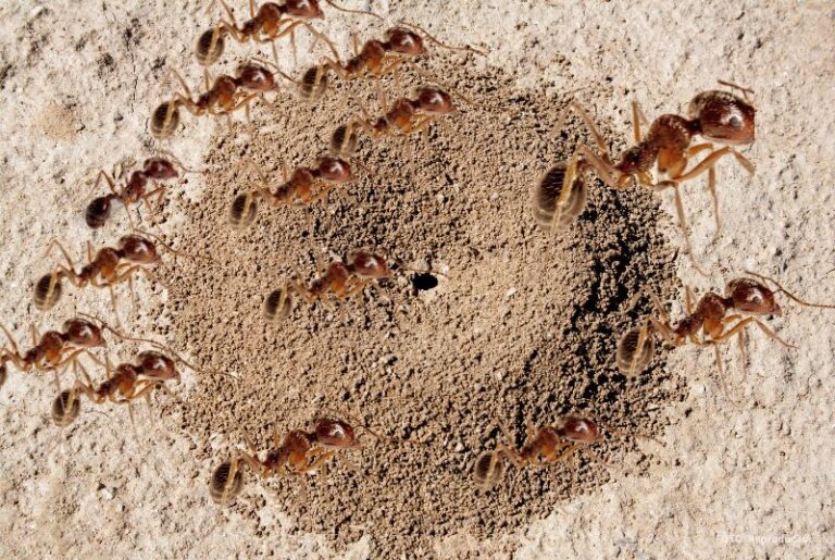 Apareceram muitas formigas em sua residência? Compreenda o sentido.