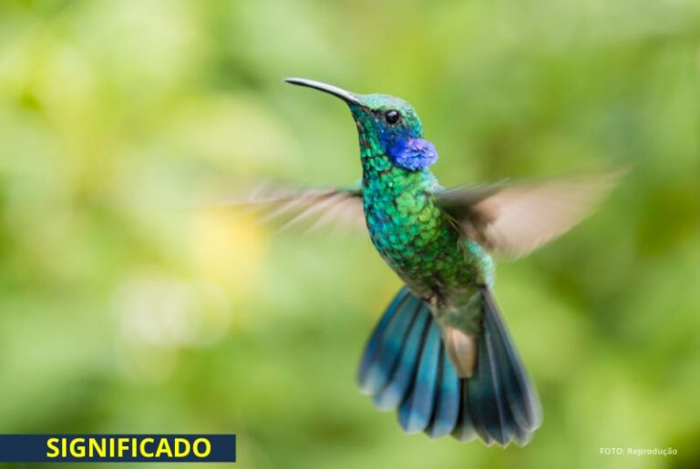 O Significado Espiritual de Sonhar ou Receber a Visita de um Beija-flor